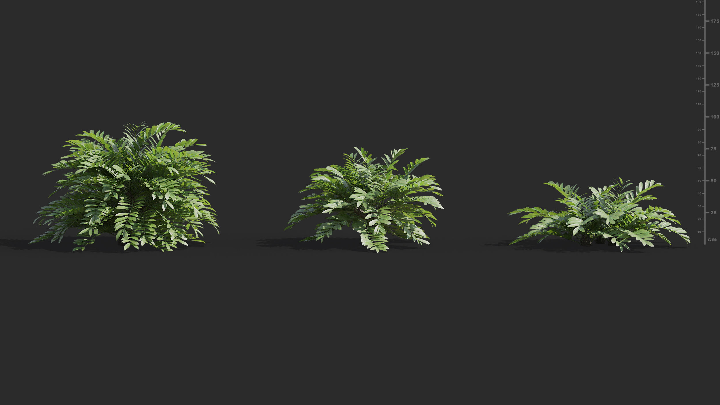 Maxtree plant models vol. GROWFX 3ds Max. Zamia furfuracea. Maxtree. Maxtree – Plant models Vol. 48.