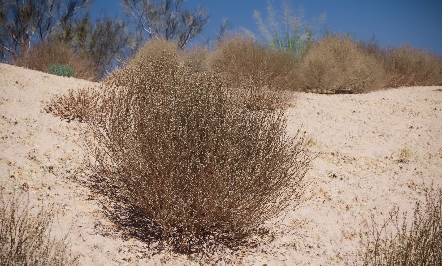 Plant models