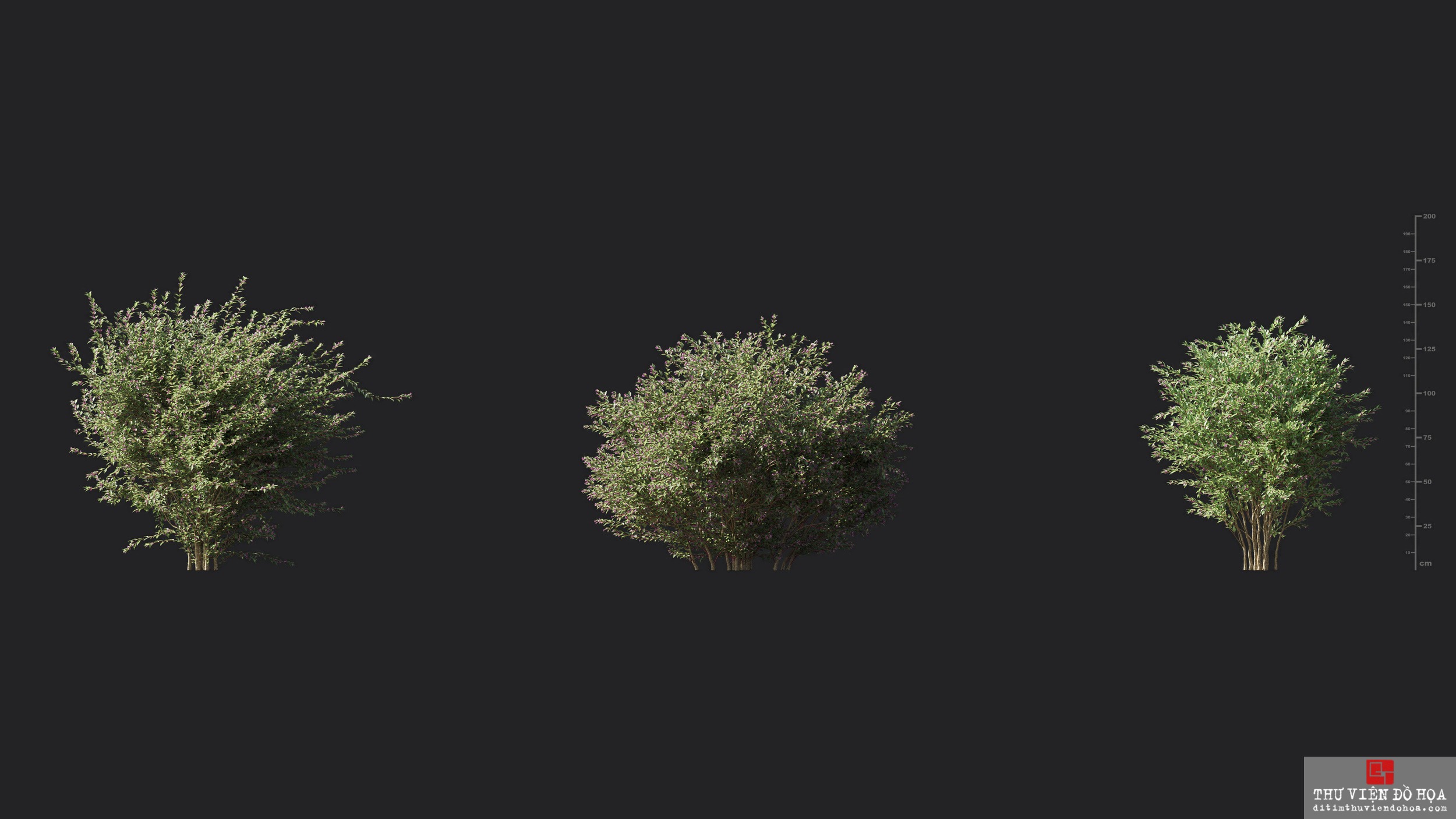 Maxtree 3d модель подсолнух. Maxtree grass. Maxtree 126.